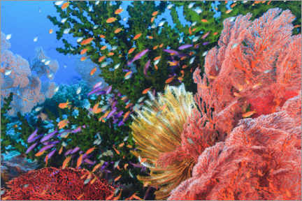 Póster Arrecife de colores