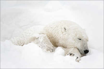 Póster Oso polar durmiendo en la nieve.