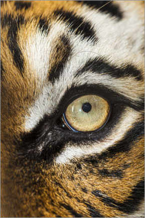 Print  Beautiful eyes of the Malay tiger - Larry Richardson