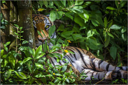 Print  A Malay tiger in the thicket - Larry Richardson