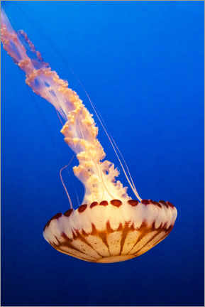Poster Red jellyfish