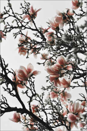 Poster Blooming peach magnolia