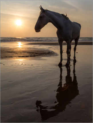 Poster Strandpromenad med en vit häst