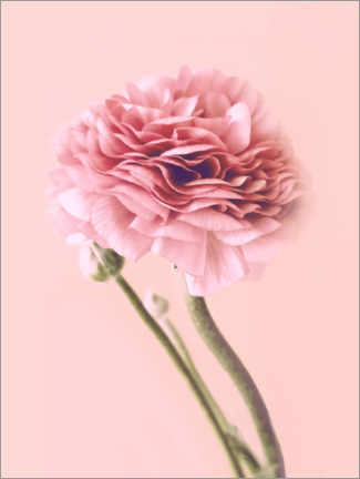 Poster Renoncule rose