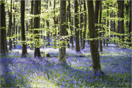Poster Wald mit Hasenglöckchen im Frühling