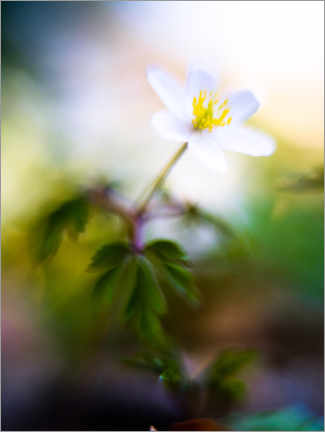 Wandbild  Buschwindröschen, Anemonoides nemorosa - Peter Wey