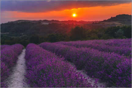 Poster Lavender Flowering in Langhe