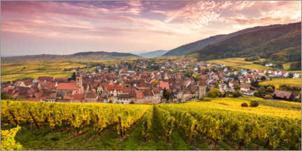 Poster Coucher de soleil sur les vignes, Alsace