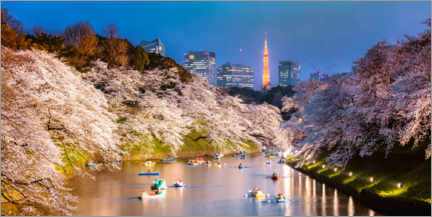 Plakat Cherry trees at night, Tokyo
