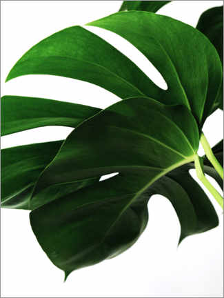 Poster Monstera IV