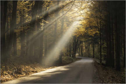 Poster Lichtstraheln im Herbstwald