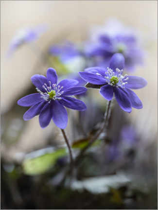 Poster Blooming violet liverworts