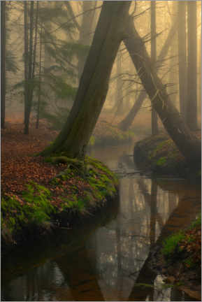 Obraz  Foggy forest in the Netherlands - Jos Pannekoek