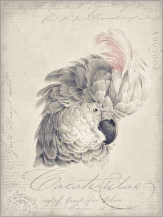 Poster Cacatoès Vintage Blanc