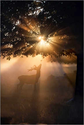 Alubild  Junger Hirsch im Abendlicht - Max Ellis