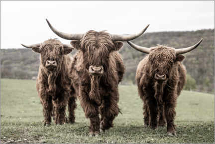 Lærredsbillede  Three highland cattle - Jan Schuler