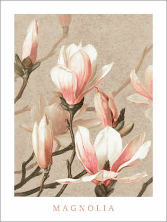 Aluminium print  Magnolia - Vintage Educational Collection