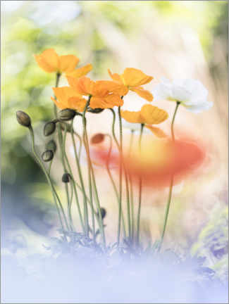 Print  Poppy group - Bob Daalder