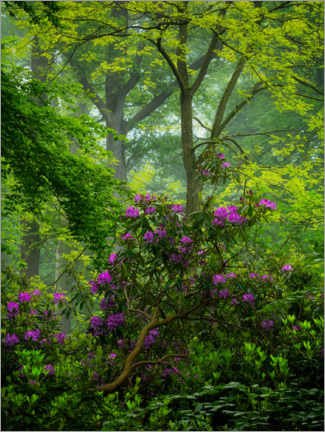 Poster Rhododendren in einem grünen Wald