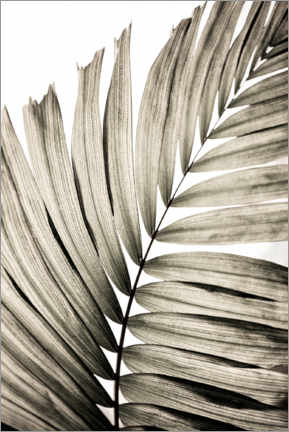 Poster Feuilles de palmier II