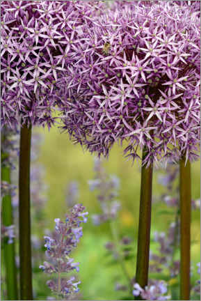 Poster Allium violet