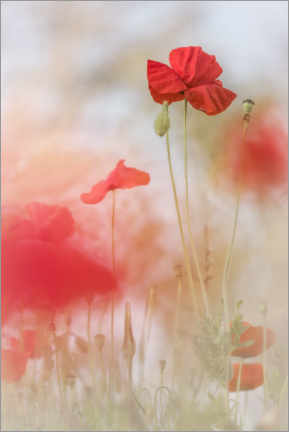 Print  Lovely Poppies - Bob Daalder