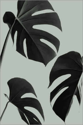 Poster Monstera Blätter
