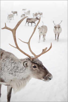 Alumiinitaulu  Reindeer with antlers in Norway I - Henrike Schenk