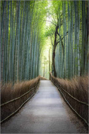 Acrylglasbild  Arashiyama Bambuswald, Kyoto, Japan - Jan Christopher Becke