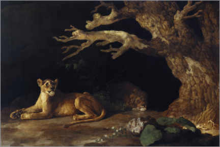 Poster Löwin und Höhle