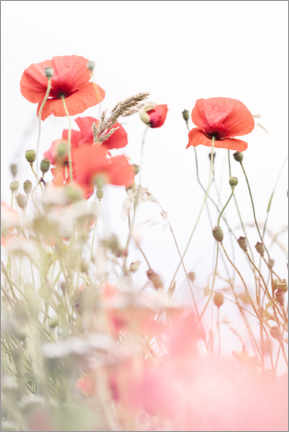 Print  Blooming Poppies - Bob Daalder
