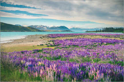 Poster Lake Tekapo mit Lupinen