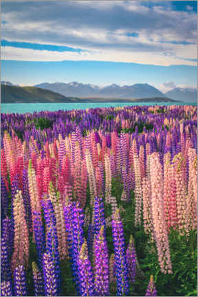Poster Lupinen am Tekapo See