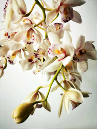 Poster Kleine Orchideen