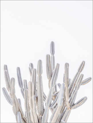 Póster White Cacti