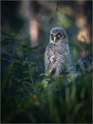 Tableau Gray junior owl - articstudios