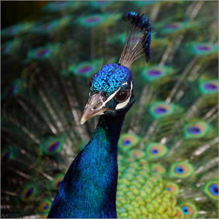 Poster Pfau