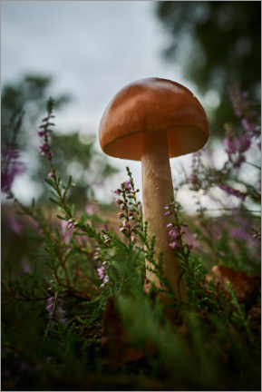 Póster Mushroom in the heather