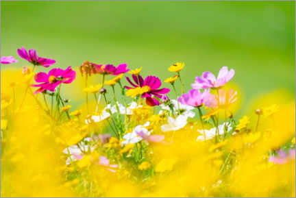 Print  Summer meadow of flowers - Ingo Gerlach