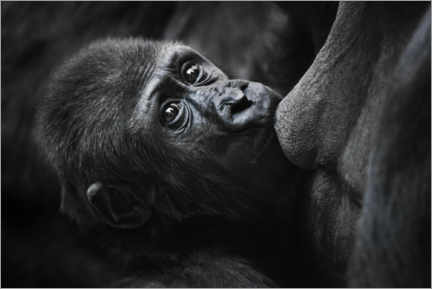 Acrylglasbild  Süßer Baby-Gorilla an Mutters Brust - Mikhail Semenov