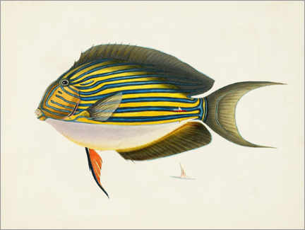 Poster Sammlung tropischer Fische I