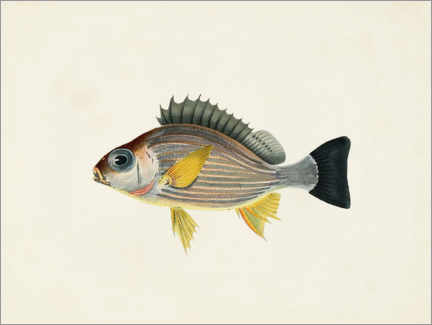 Poster Sammlung tropischer Fische II