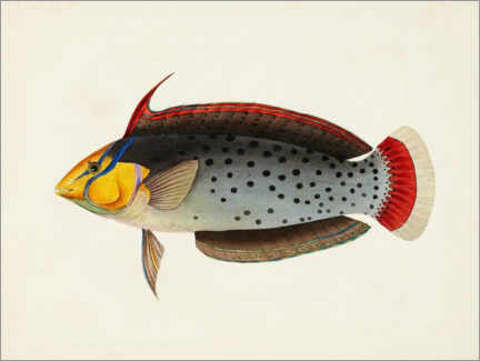 Poster Sammlung tropischer Fische III