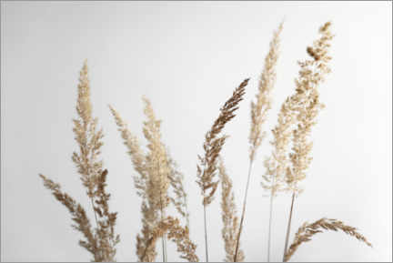 Obraz  Golden pampas grasses - Studio Nahili