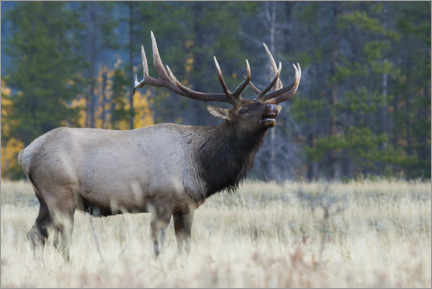 Wall print  Rocky Mountain bull elk - Ken Archer