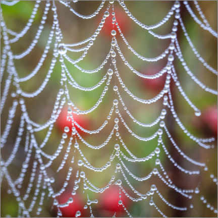 Póster  Dew drops on a cobweb - Jaynes Gallery
