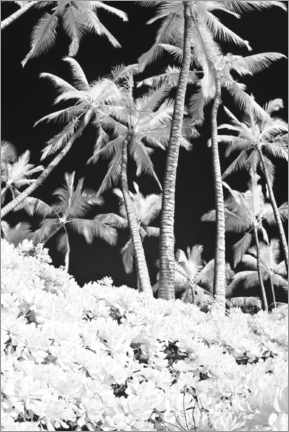 Tableau  Infrared image of palm trees - Terry Eggers