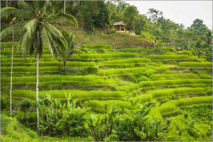 Poster  Rice fields at Tegallalang Rice Terrace, Bali, Indonesia - Russ Bishop