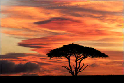 Poster Acacia tree at sunset