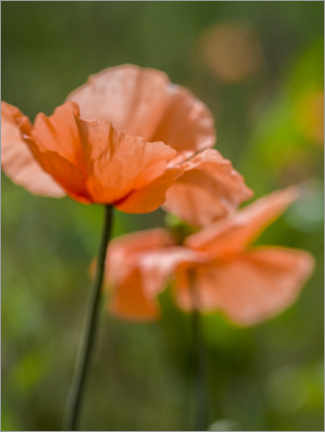 Poster Orange poppies
